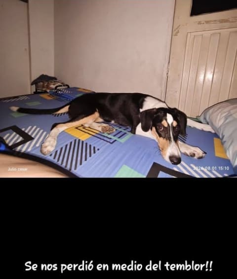 Perro perdido en Cali