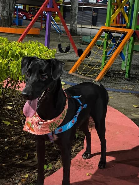 Perro perdido en Cali