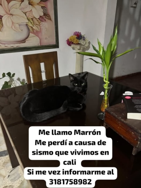 Gato perdido en Cali