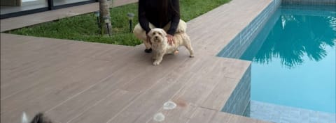 Perro perdido en Cali