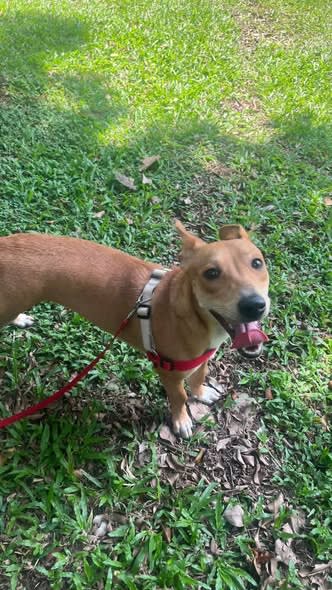 Perro perdido en Cali