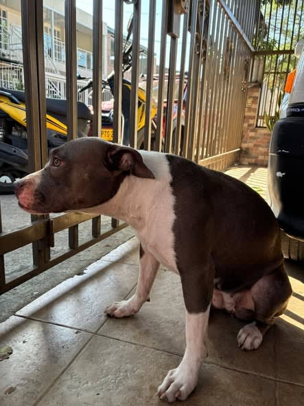 Perro perdido en Cali
