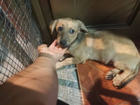 Perro perdido en Cali