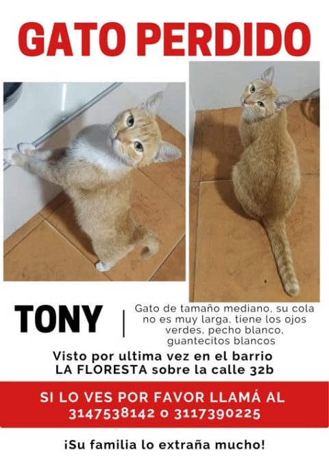 Gato perdido en Cali