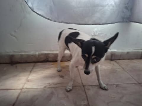 Perro perdido en Cali