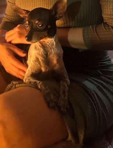 Perro perdido en Cali