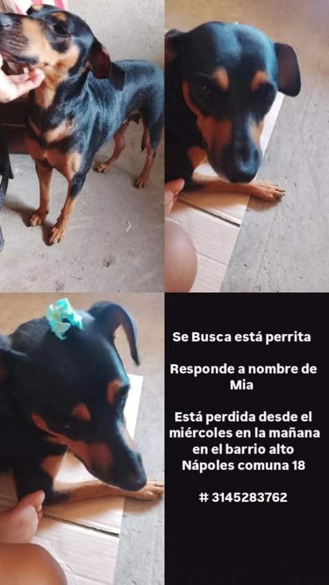 Perro perdido en Cali