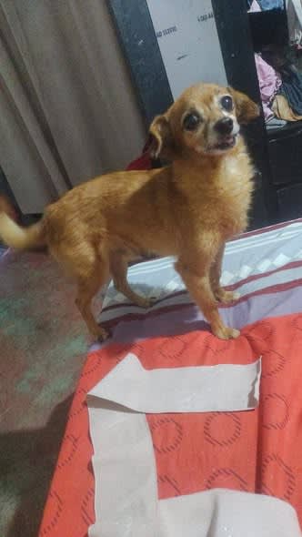 Perro perdido en Cali