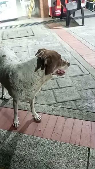 Perro perdido en Cali
