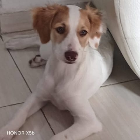 Perro perdido en Cali