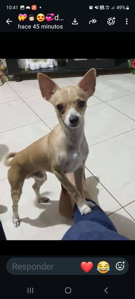 Perro perdido en Cali
