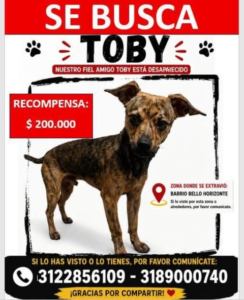 Perro perdido en Cali
