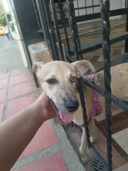 Perro perdido en Cali