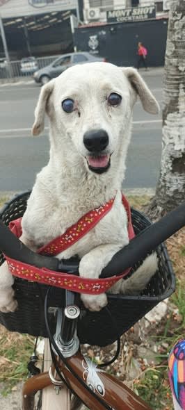Perro encontrado en Cali