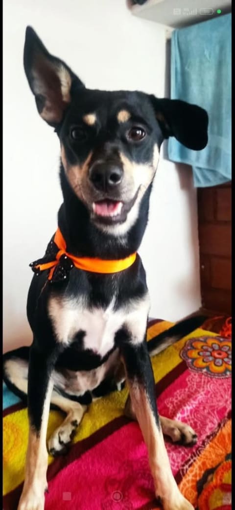 Perro perdido en Cali