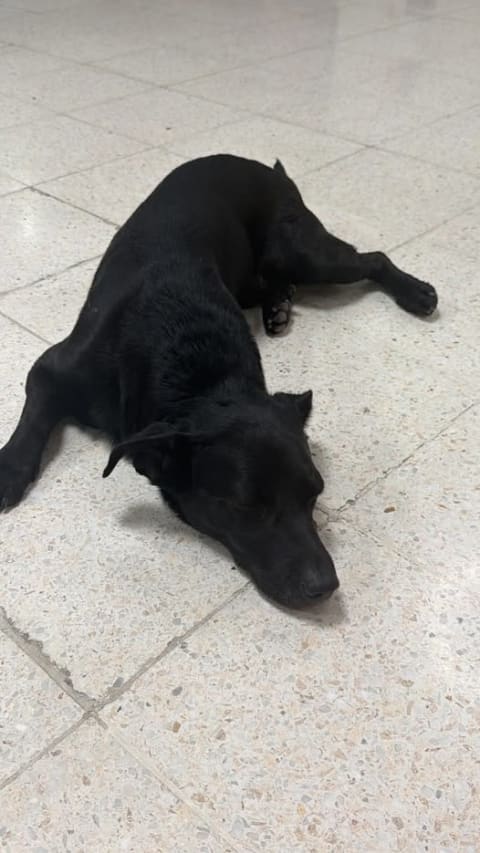 Perro perdido en Cali