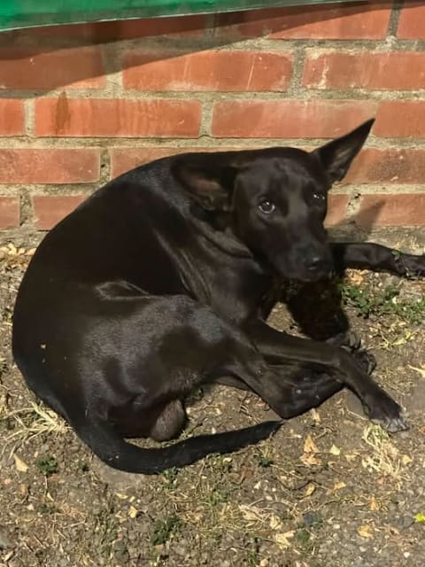 Perro perdido en Cali