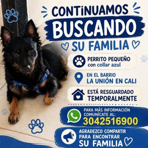 Perro perdido en Cali