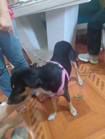 Perro perdido en Cali