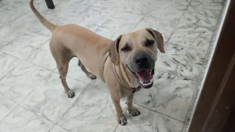 Perro encontrado en Cali