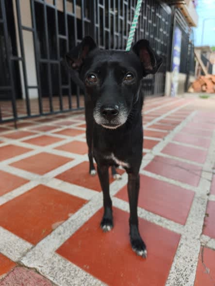 Perro perdido en Cali