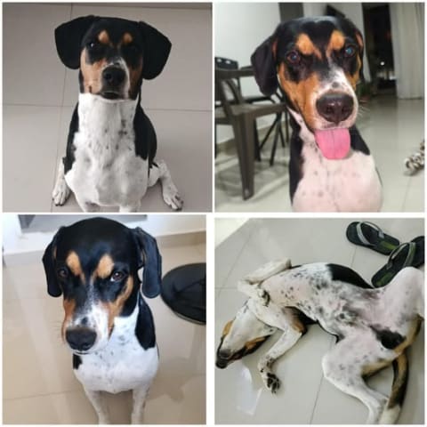 Perro perdido en Cali