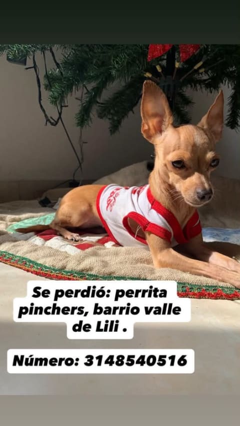 Perro perdido en Cali