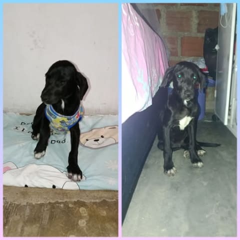 Perro perdido en Cali