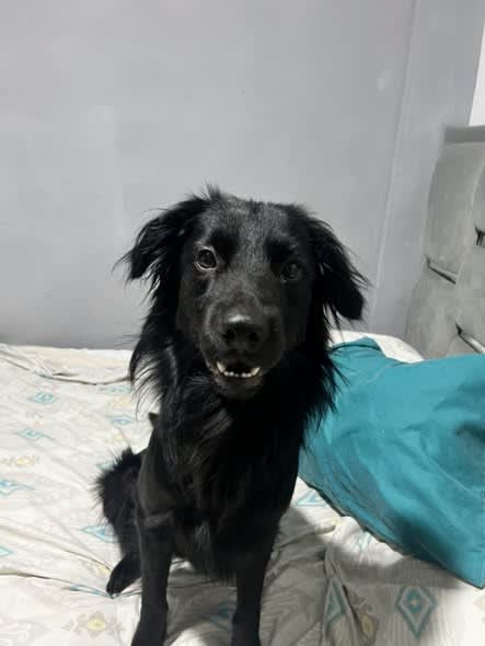 Perro perdido en Cali