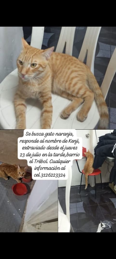 Gato perdido en Cali