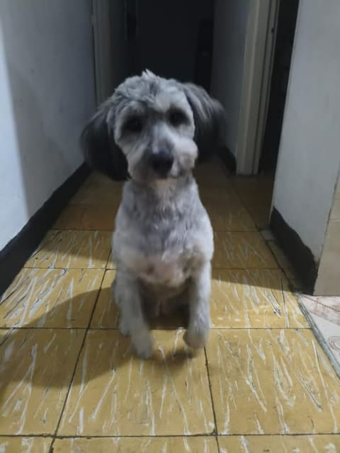 Perro perdido en Cali