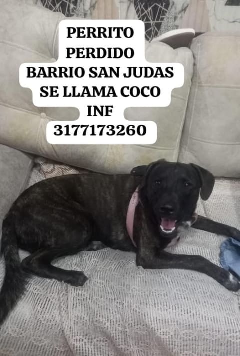 Perro perdido en Cali