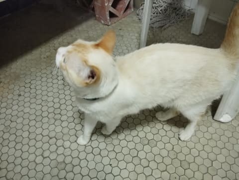 Gato perdido en Cali