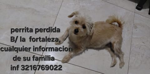 Perro perdido en Cali
