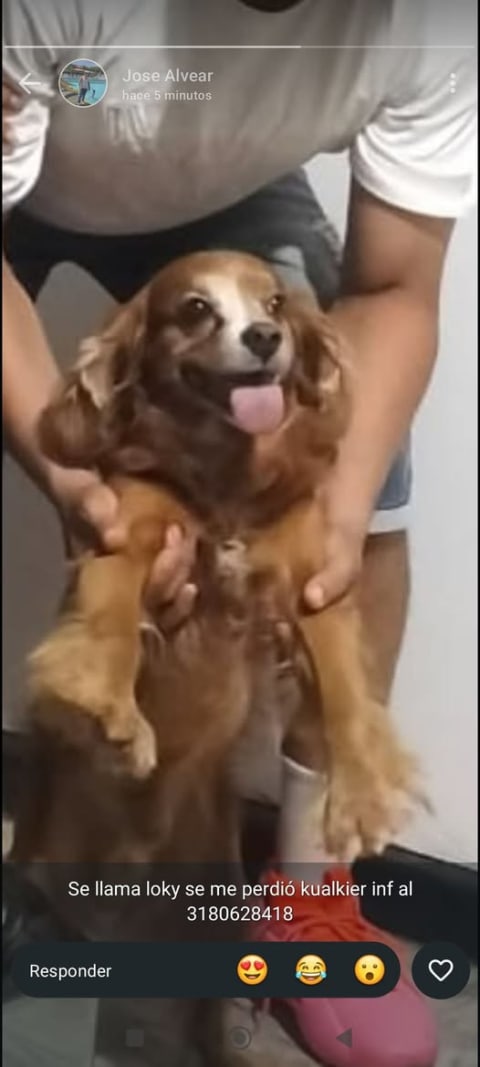 Perro perdido en Cali