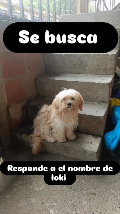 Perro perdido en Cali