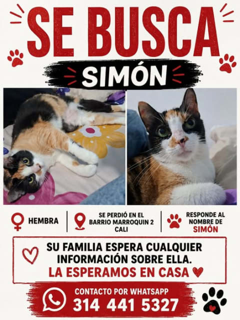 Gato perdido en Cali
