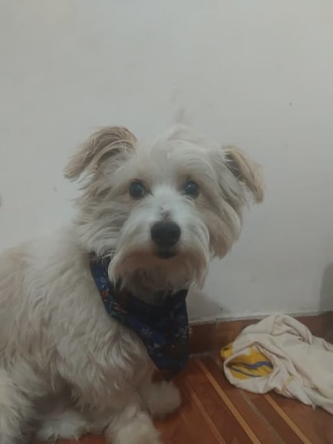 Perro perdido en Cali