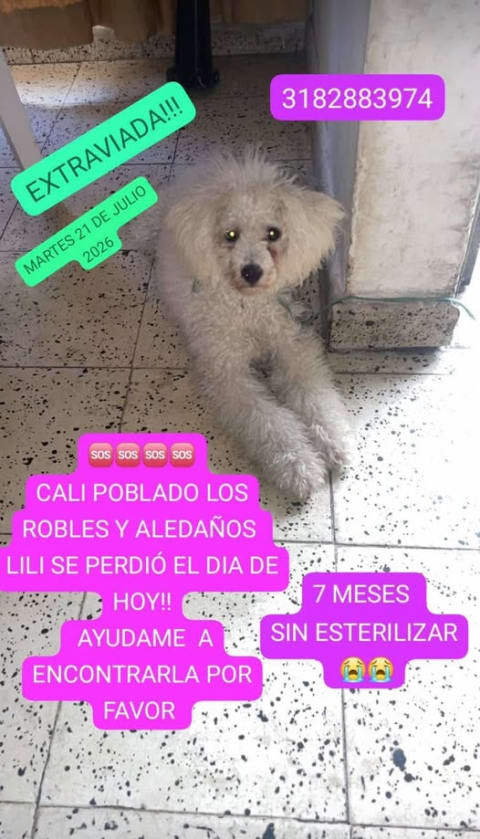Perro perdido en Cali