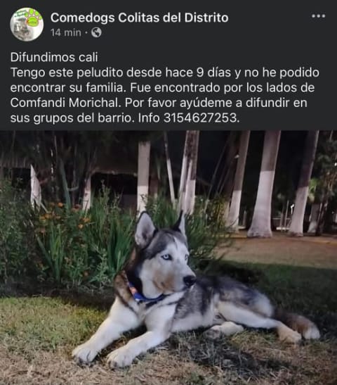 Perro perdido en Cali