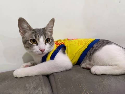 Gato perdido en Cali