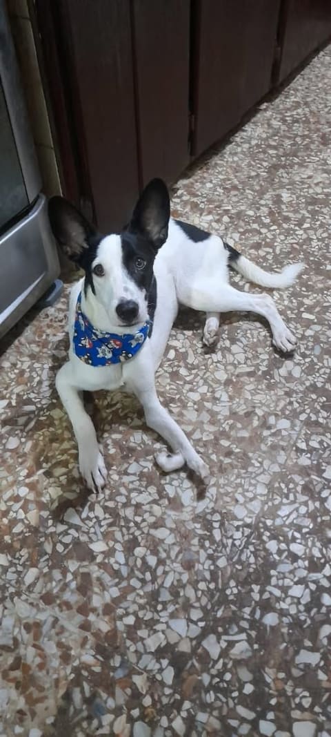 Perro perdido en Cali