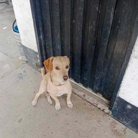Perro perdido en Cali