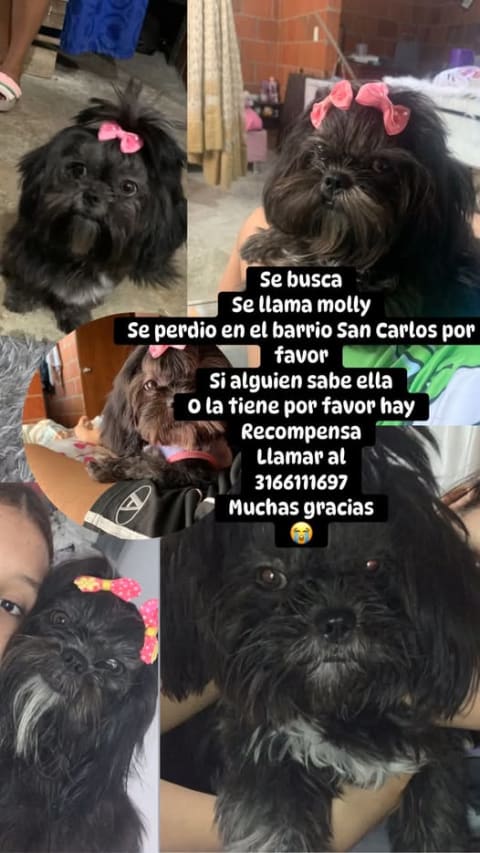 Perro perdido en Cali