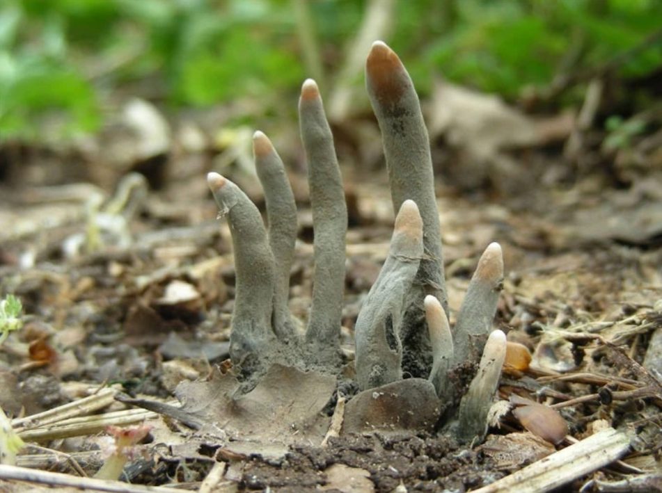 Dead Man’s Fingers.png