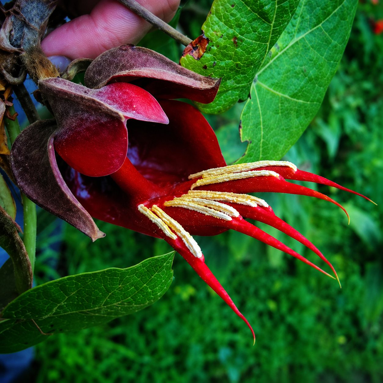 Devil’s Hand Tree.png