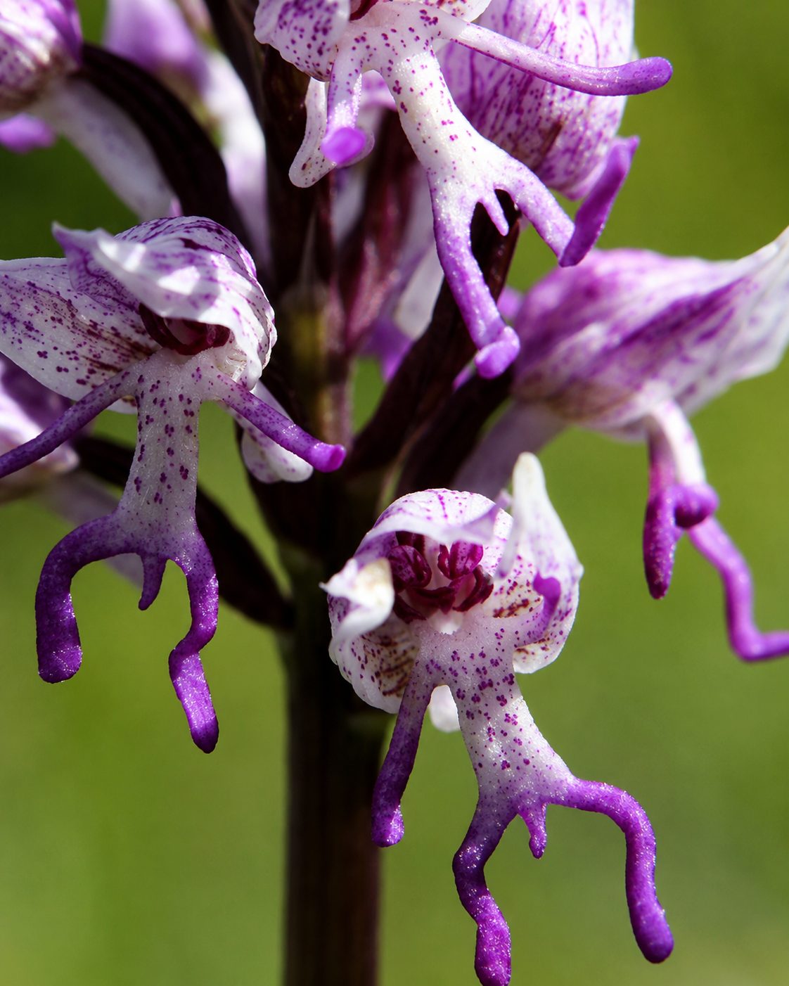 Monkey Orchid.png
