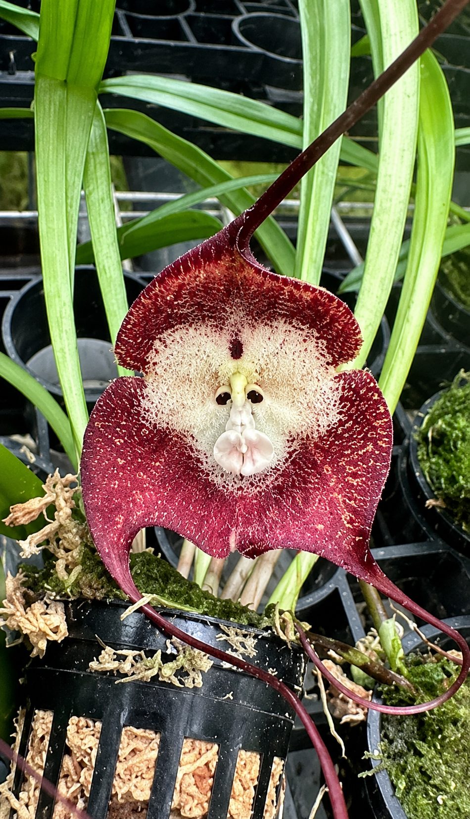 Naked Man Orchid.png