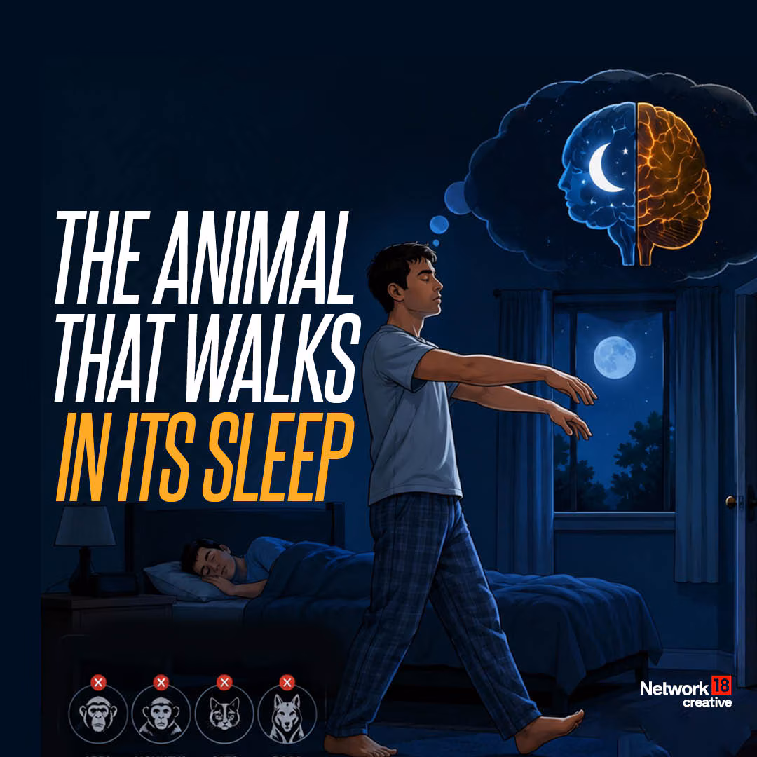 Do Animals Sleepwalk? The Science Behind Walking During Sleep