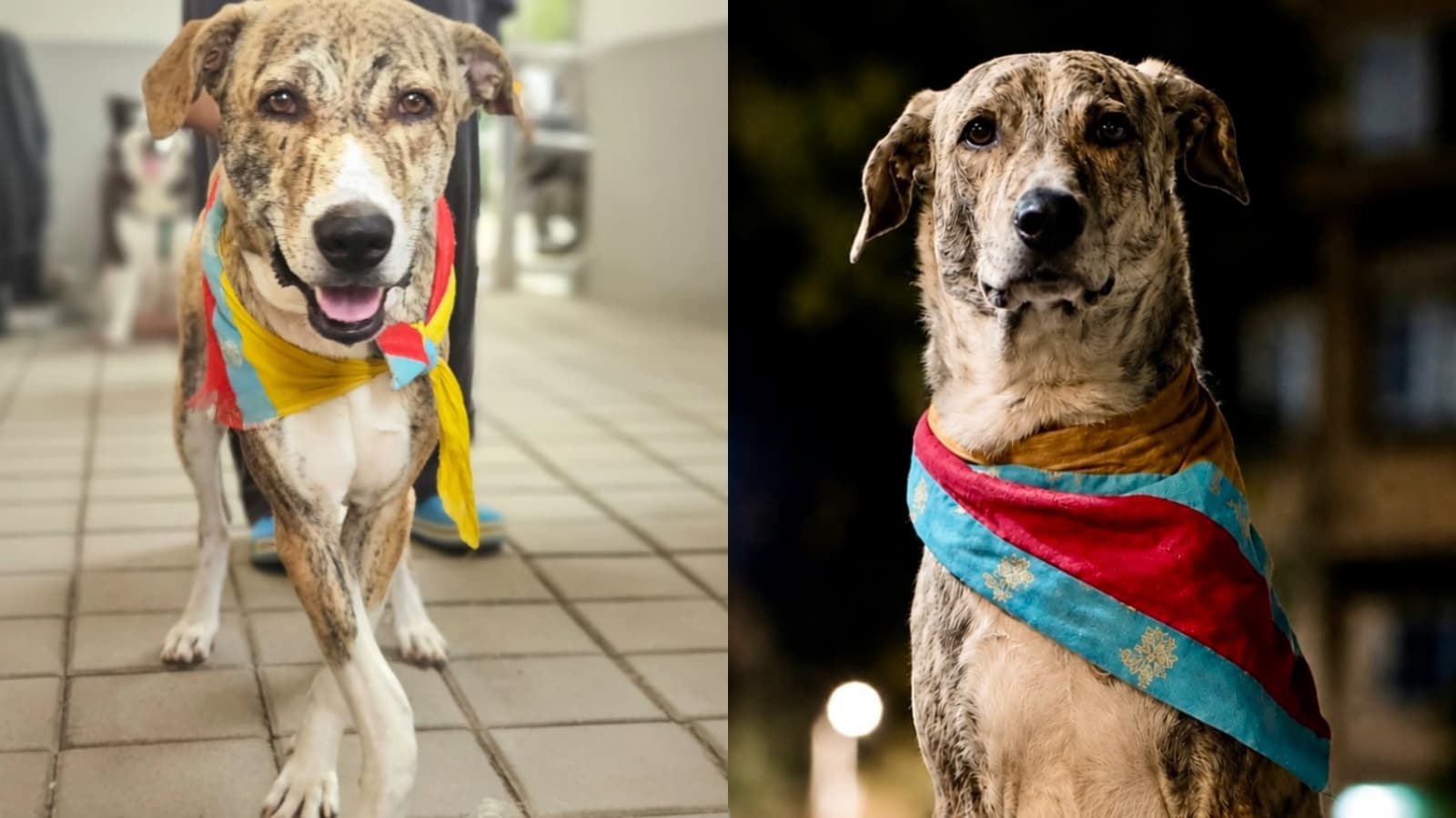 Meet Bruno: The Rescued Indie Dog Winning Hearts as Oscar in Ohh My Dog